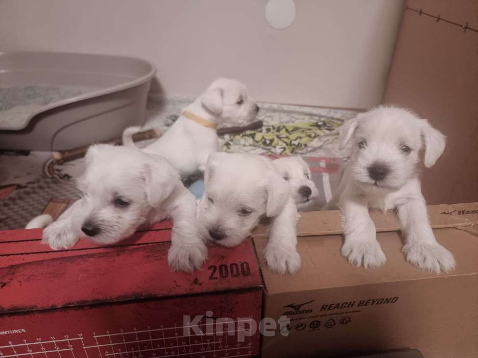 Собаки в Оренбурге: Щенки цвергшнауцера от титулованных родителей  Мальчик, Бесплатно - фото 3