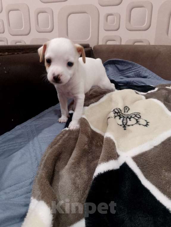 Собаки в Хабаровске: Продам щенков русского той терьера  Мальчик, 20 000 руб. - фото 4