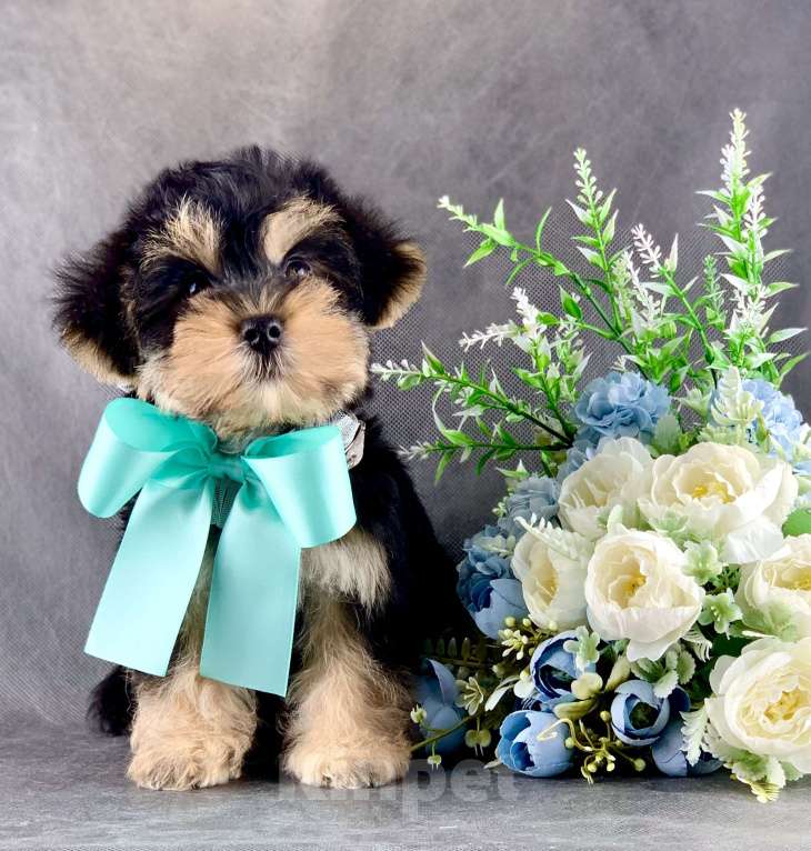 Собаки в Москве: Йоркипу мимишные малыши Девочка, 25 000 руб. - фото 8