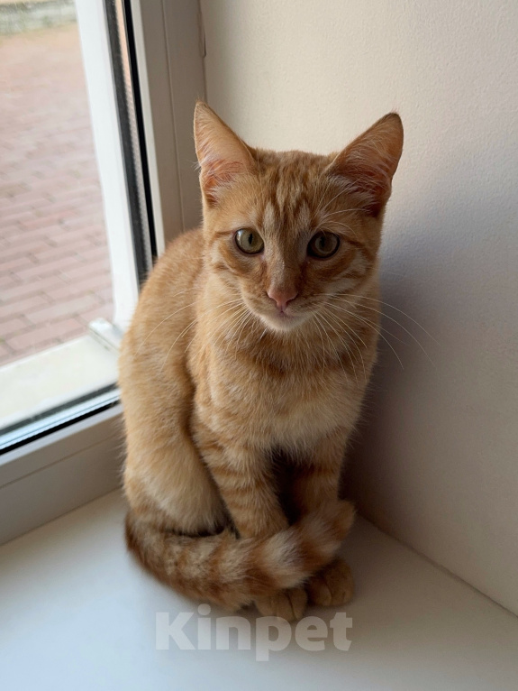 Кошки в Одинцово: Рыжий котенок в добрые руки Мальчик, Бесплатно - фото 8