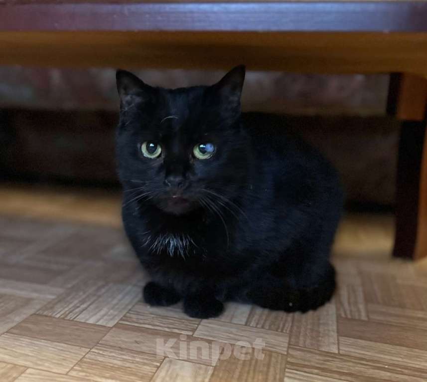 Кошки в Санкт-Петербурге: Кошечка Кристи ищет дом  Девочка, Бесплатно - фото 3