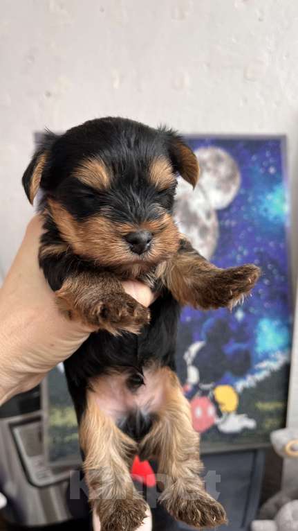 Собаки в Волгограде: Продам Мальчик, 20 000 руб. - фото 6