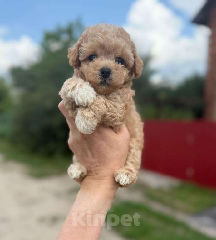 Собаки в Котельнике: Мальтипу девочка Девочка, 180 000 руб. - фото 4