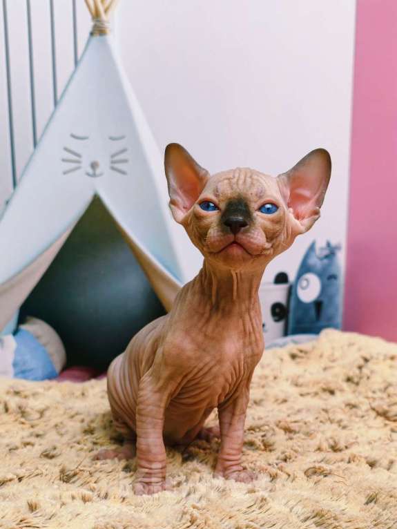 Кошки в Москве: Котенок канадский сфинкс Мальчик, Бесплатно - фото 1