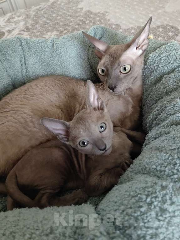 Кошки в Смоленске: Бархатные котята Девочка, 35 000 руб. - фото 5