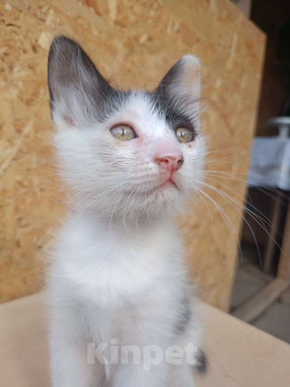 Кошки в других городах Ростовской области: Любознательная , ласковая девочка ищет дом  Девочка, Бесплатно - фото 2