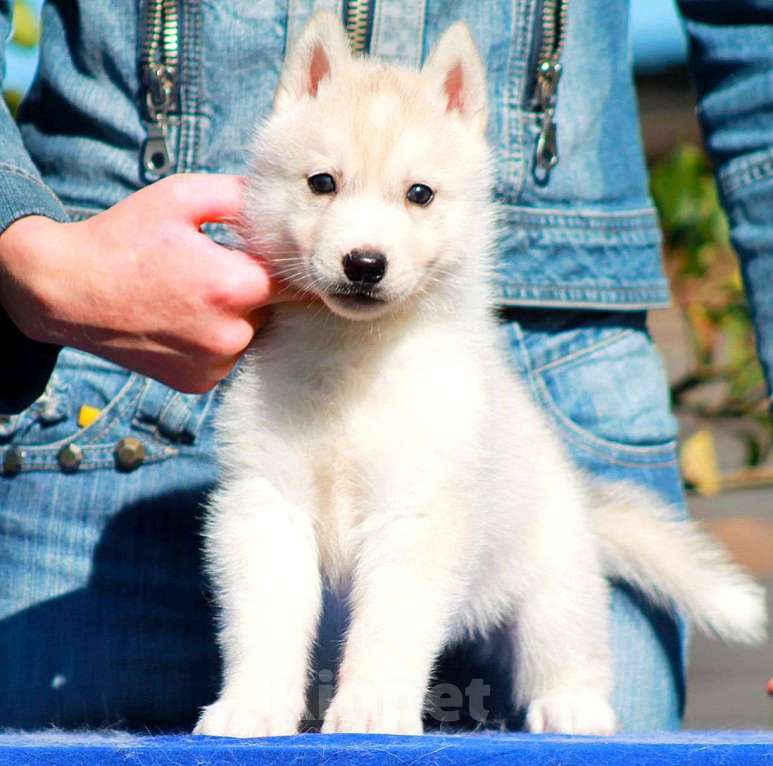 Собаки в Москве: Мальчишка сибирский хаски 🐾 Мальчик, 20 000 руб. - фото 2