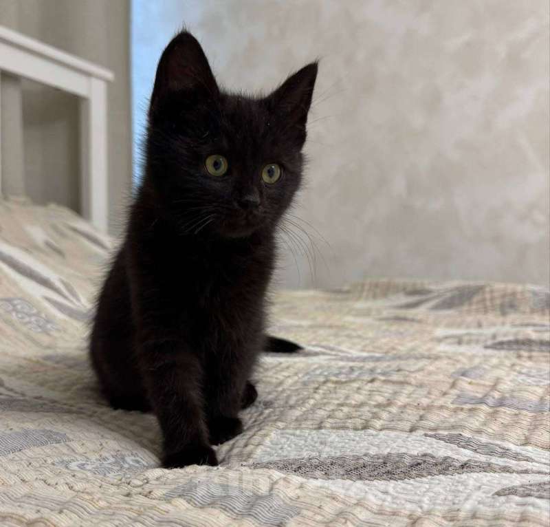 Кошки в Москве: котенок Агат ищет дом Мальчик, Бесплатно - фото 6