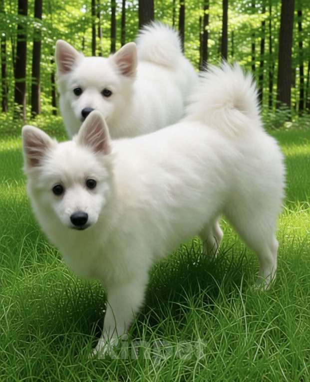 Собаки в Москве: Японский шпиц Мальчик, 50 000 руб. - фото 3