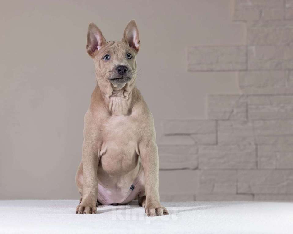 Собаки в Санкт-Петербурге: Девочка изабеллового окраса Девочка, 50 000 руб. - фото 2