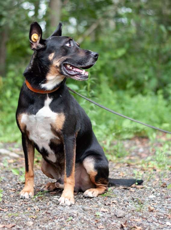 Собаки в Ногинске: Доби - метис стаффордширского терьера Мальчик, Бесплатно - фото 9