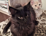 Кошки в Москве: Черный принц. Мальчик, 20 000 руб. - фото 3