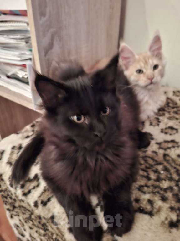 Кошки в Москве: Черный принц. Мальчик, 20 000 руб. - фото 3