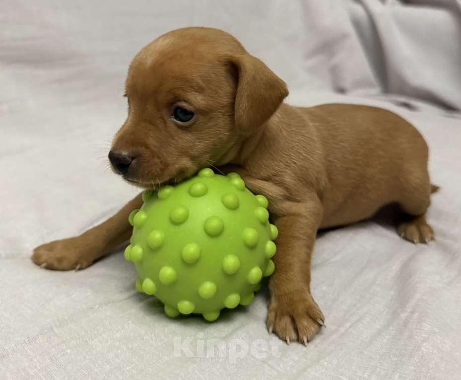 Собаки в Москве: Щенок пражский крысарик Мальчик, Бесплатно - фото 4