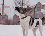 Собаки в Красноярске: Собака, 15 руб. - фото 3