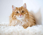 Кошки в Рязани: Рыжие котята, Бесплатно - фото 6