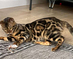 Кошки в Кувшиново: Бенгальские котята, 20 000 руб. - фото 9