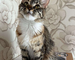 Кошки в Донецке: Мейн кун Полидакт, 1 руб. - фото 1
