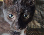 Кошки в Санкт-Петербурге: Котенок Кентаврик черный 3,5 мес. Мальчик, 100 руб. - фото 3