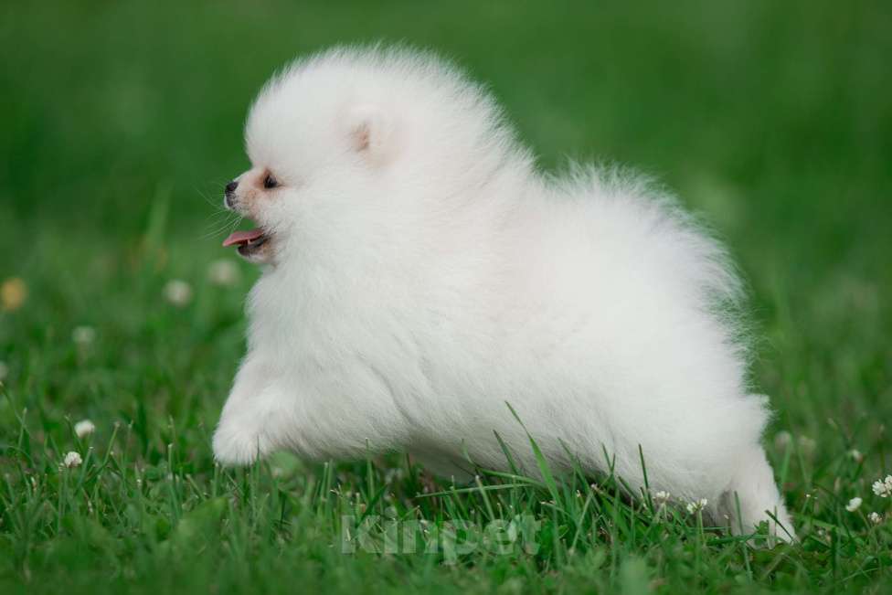 Собаки в Санкт-Петербурге: Марлекс Солар Кинг  Мальчик, 100 000 руб. - фото 7