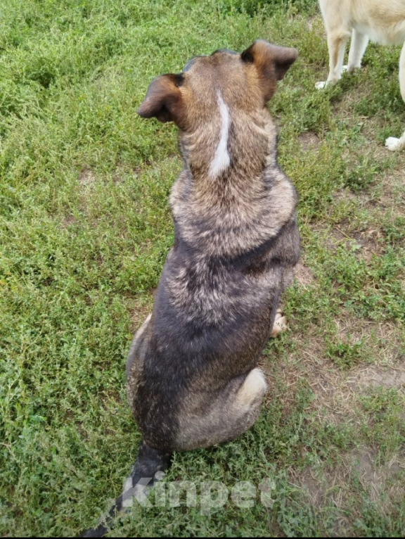 Собаки в Казани: Тося) Девочка, Бесплатно - фото 5