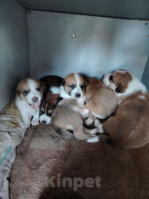 Собаки в Воронеже: Красивые щенки в добрые руки Мальчик, Бесплатно - фото 4