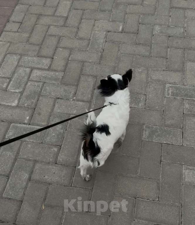 Собаки в Вяземском: Вязка кобель чихуахуа длинношёрстный  Мальчик, Бесплатно - фото 5