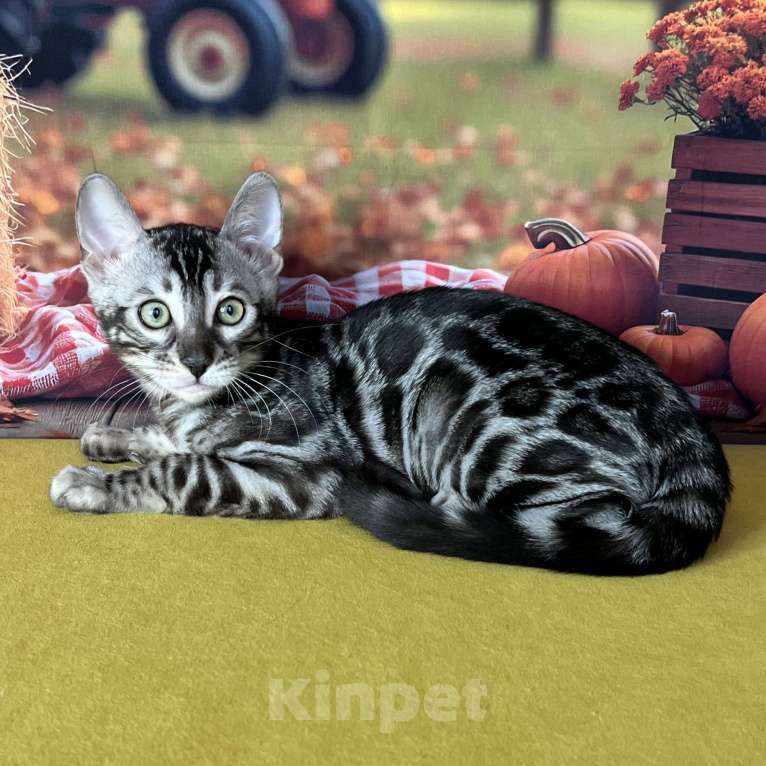 Кошки в Москве: Бенгальские котята серебро с родословной  Мальчик, Бесплатно - фото 3