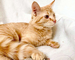 Кошки в Москве: Рыжий котик Фокс в добрые руки Мальчик, Бесплатно - фото 4