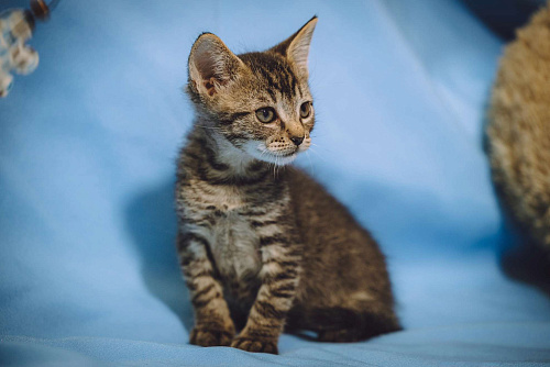 Котенок мальчик в добрые руки