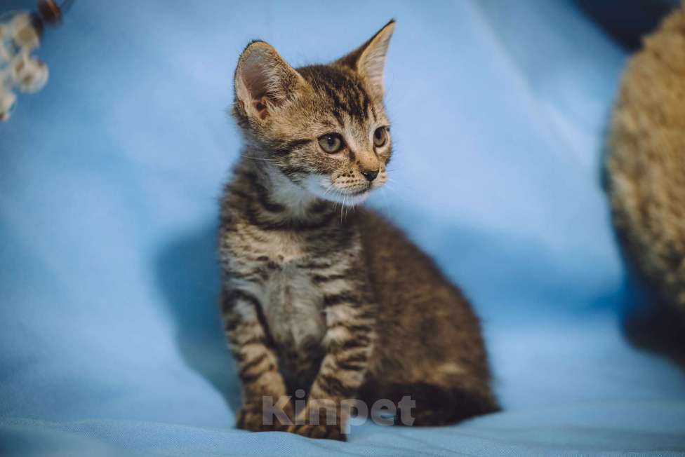 Кошки в Москве: Котенок мальчик в добрые руки Мальчик, 10 руб. - фото 1