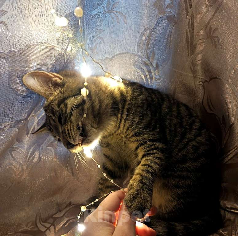 Кошки в Ивантеевке: Пушинка Девочка, Бесплатно - фото 4