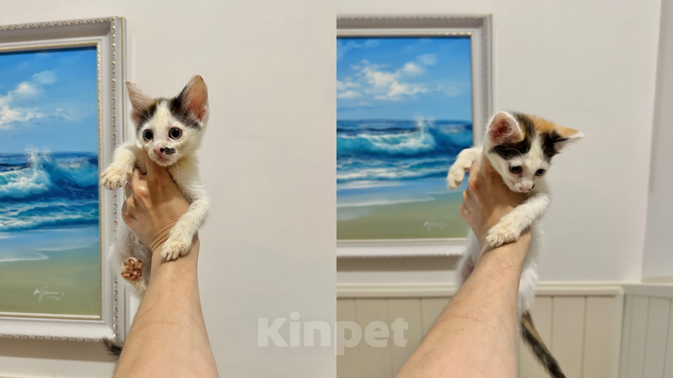 Кошки в Краснодаре: Чудесные котята в любящую семью Девочка, 100 руб. - фото 3
