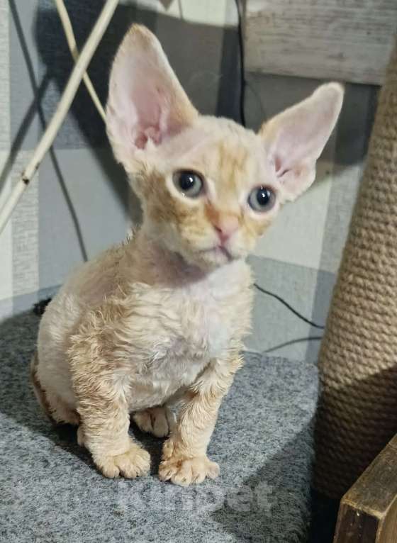 Кошки в Москве: Девочка красавица Девочка, Бесплатно - фото 1