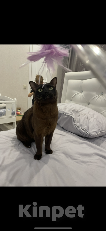 Кошки в других городах Московской области: Помогите найти любимца Мальчик, 50 000 руб. - фото 2