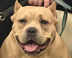 Собаки в других городах Ленинградской области: Американский булли Девочка, 180 000 руб. - фото 1