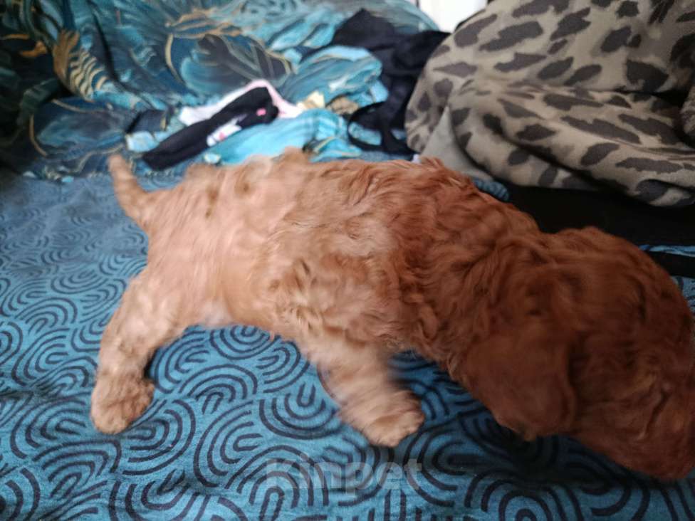 Собаки в Мытищах: Щенки миниатюрного пуделя Девочка, 100 000 руб. - фото 3