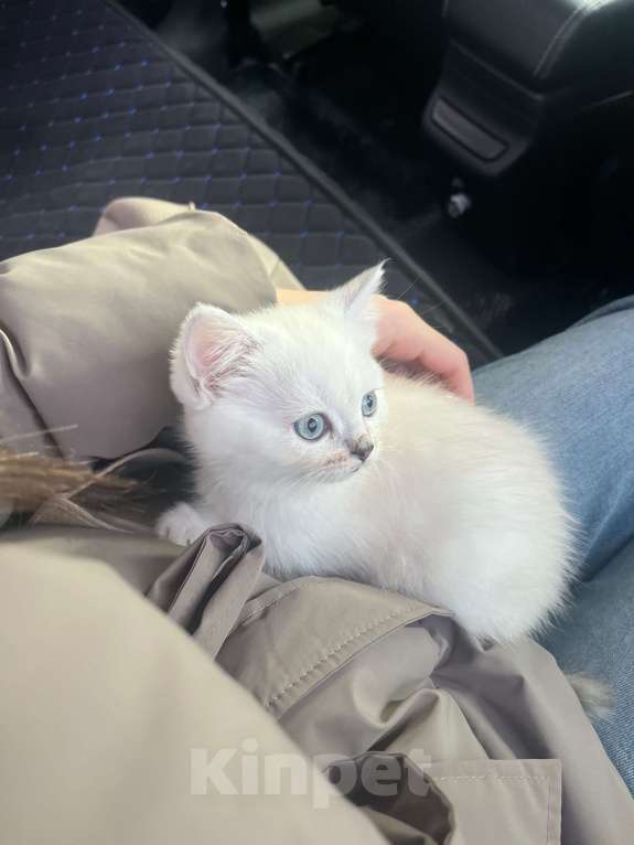 Кошки в Ставрополе: Котенок в добрые руки! Девочка, Бесплатно - фото 1