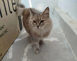 Кошки в Волгограде: Ищем дом для ласковой кошечки, ей около 6 лет. Девочка, Бесплатно - фото 5