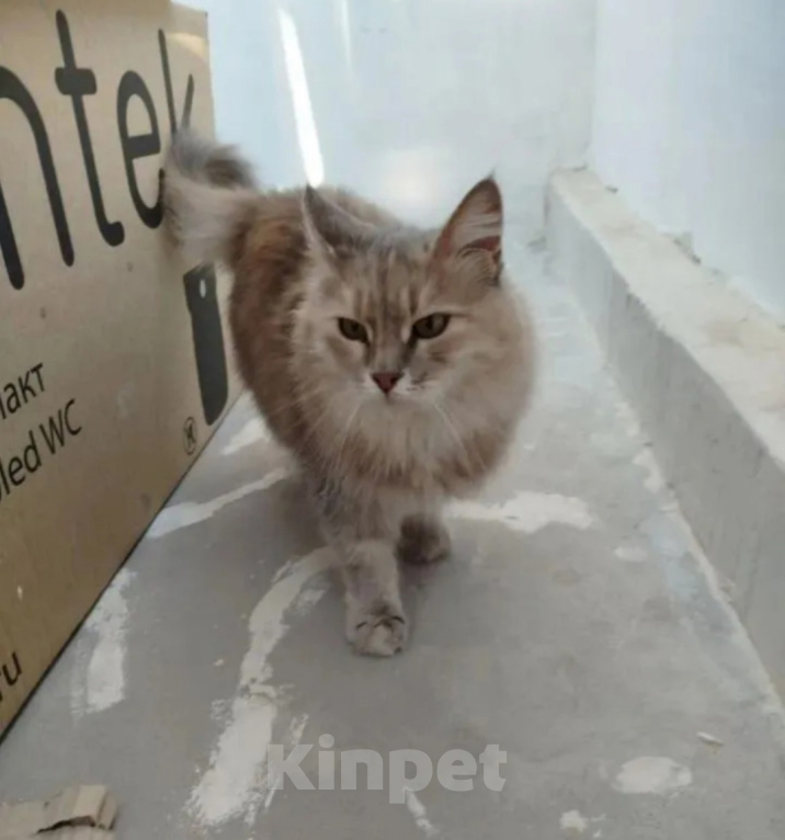 Кошки в Волгограде: Ищем дом для ласковой кошечки, ей около 6 лет. Девочка, Бесплатно - фото 5
