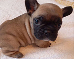 Собаки в Москве: Продаются Щенки Французкого Бульдога Девочка, 50 000 руб. - фото 8