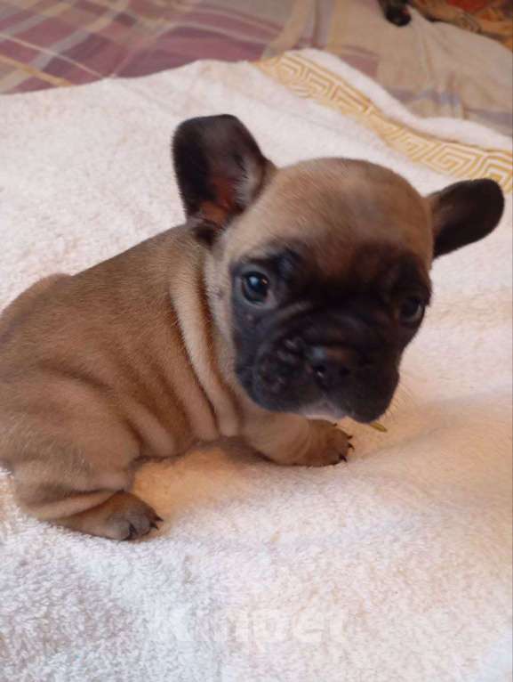 Собаки в Москве: Продаются Щенки Французкого Бульдога Девочка, 50 000 руб. - фото 8