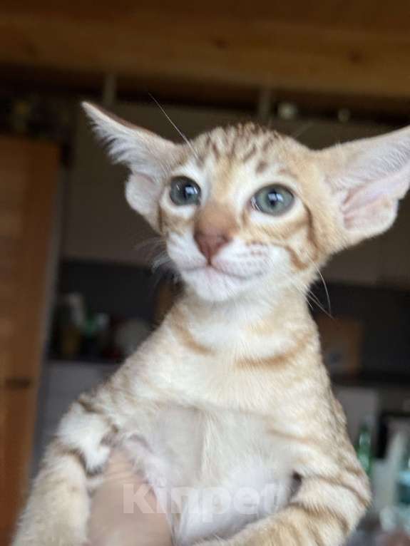 Кошки в Раменском: Ориентальный котенок  Девочка, 65 000 руб. - фото 1
