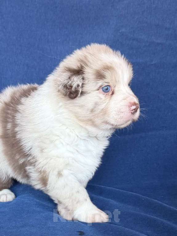 Собаки в других городах Новосибирской области: Щенки австралийской овчарки Мальчик, Бесплатно - фото 1