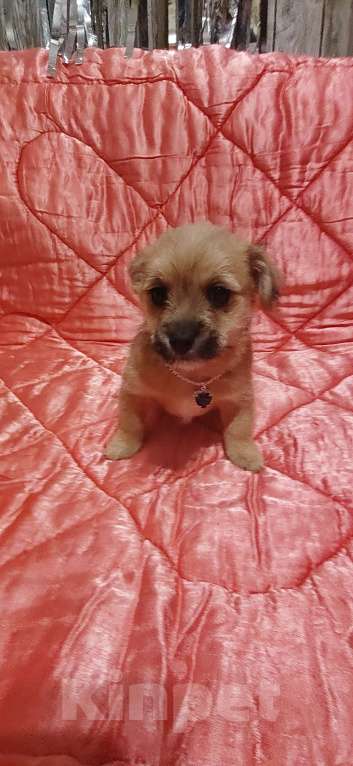 Собаки в Екатеринбурге: Малыши Девочка, 15 000 руб. - фото 2