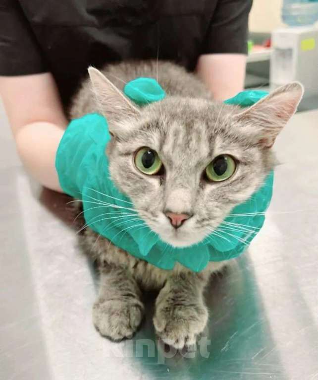 Кошки в Москве: Кошке Дымке (2 года) нужен дом Девочка, Бесплатно - фото 3