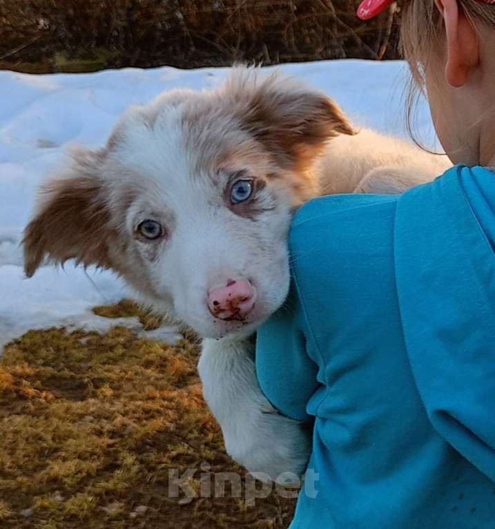 Собаки в Санкт-Петербурге: Бордер Колли разноглазый Мальчик, 120 000 руб. - фото 2