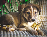 Собаки в Балашихе: Щенки в добрые руки Мальчик, 100 руб. - фото 9