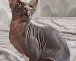 Кошки в Севастополе: Котик ищет дом Мальчик, Бесплатно - фото 1