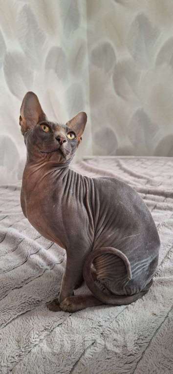 Кошки в Севастополе: Котик ищет дом Мальчик, Бесплатно - фото 1